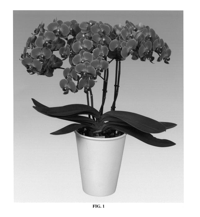 Figure 1 of US plant patent PP25294, the photograph of PHALDIMXAP printed in the patent.
