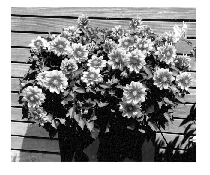 Figure 1 of US plant patent PP25295, the photograph of KLEDH11031 printed in the patent.