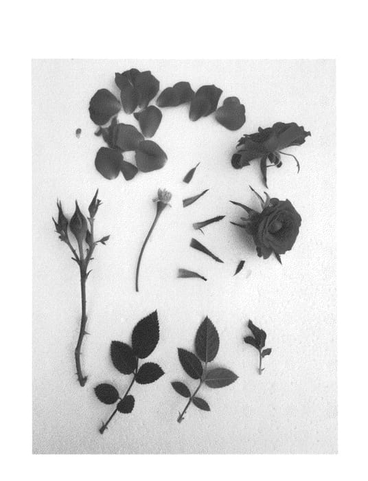 Figure 1 of US plant patent PP25296, the photograph of Poulty011 printed in the patent.