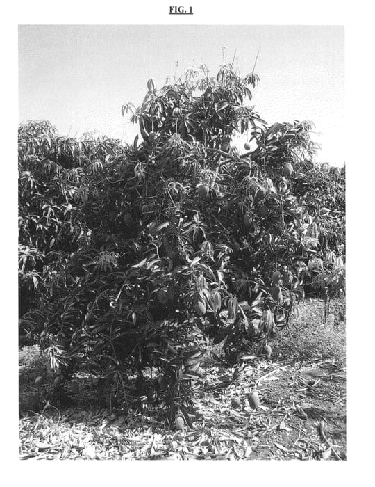 Figure 1 of US plant patent PP25297, the photograph of NOA printed in the patent.