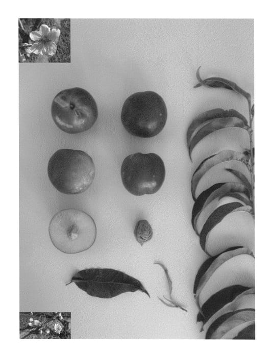 Figure 1 of US plant patent PP25298, the photograph of Pearlicious XXII printed in the patent.