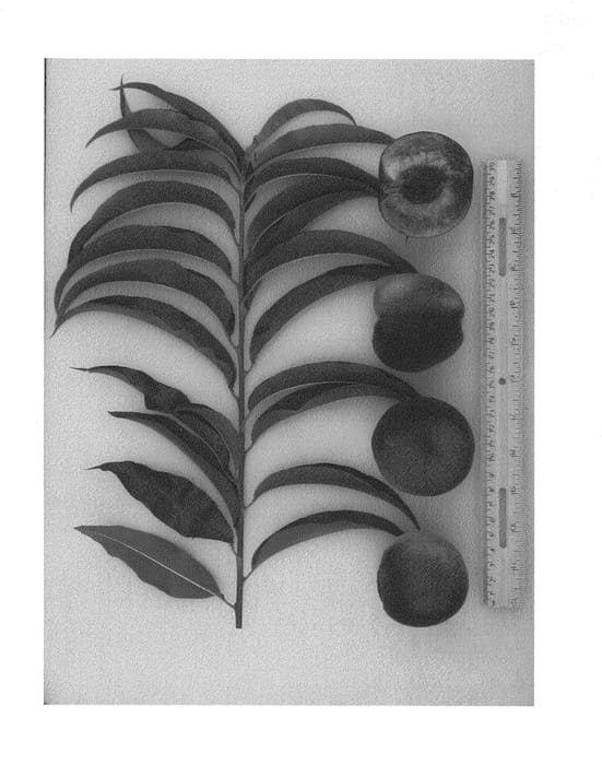 Figure 1 of US plant patent PP25299, the photograph of Gulfsnow printed in the patent.
