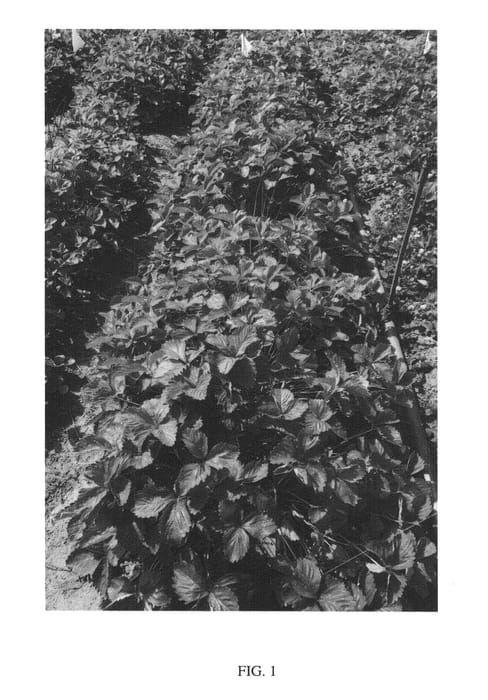 Figure 1 of US plant patent PP25300, the photograph of Charm printed in the patent.