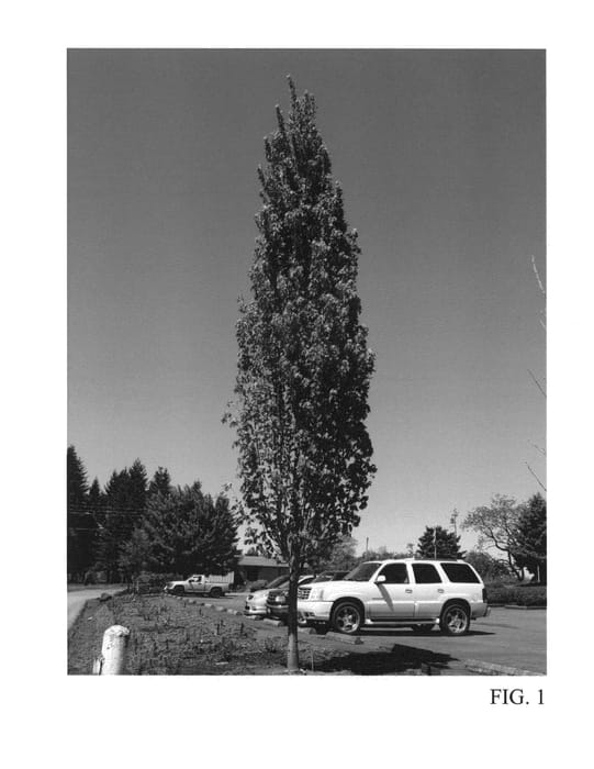 Figure 1 of US plant patent PP25301, the photograph of JFS-KW78 printed in the patent.