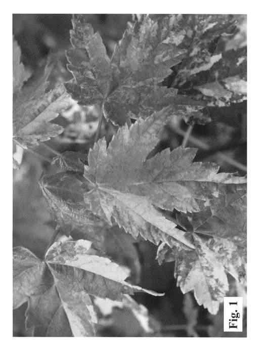 Figure 1 of US plant patent PP25302, the photograph of JSC Kingstwo printed in the patent.