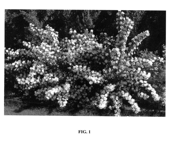 Figure 1 of US plant patent PP25303, the photograph of Romanizam printed in the patent.