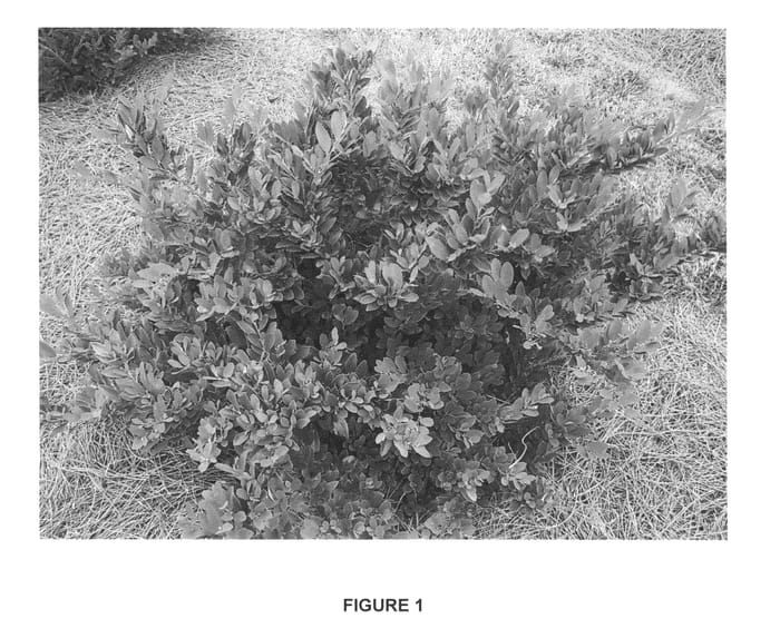 Figure 1 of US plant patent PP25304, the photograph of PIIDIST-III printed in the patent.