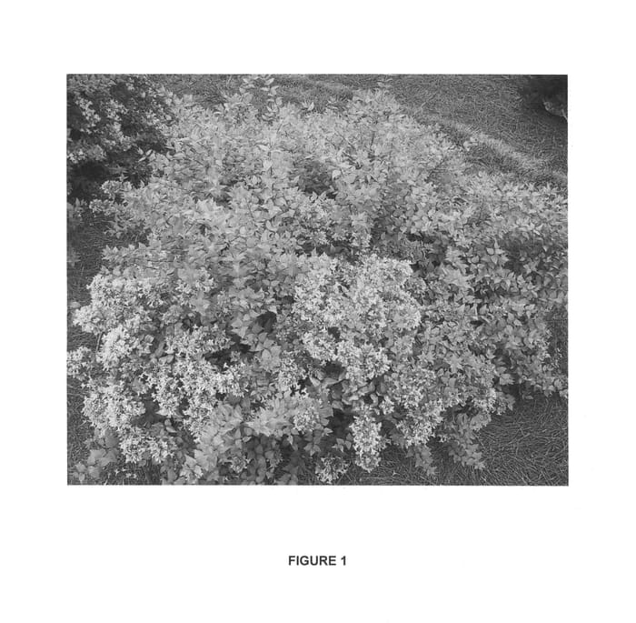 Figure 1 of US plant patent PP25305, the photograph of PIIAB-II printed in the patent.
