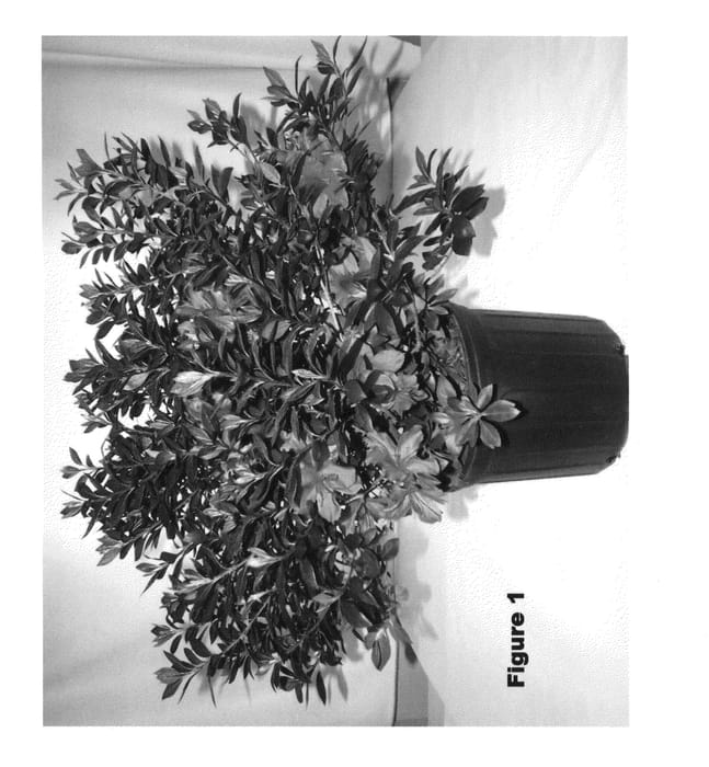 Figure 1 of US plant patent PP25306, the photograph of Julonso printed in the patent.