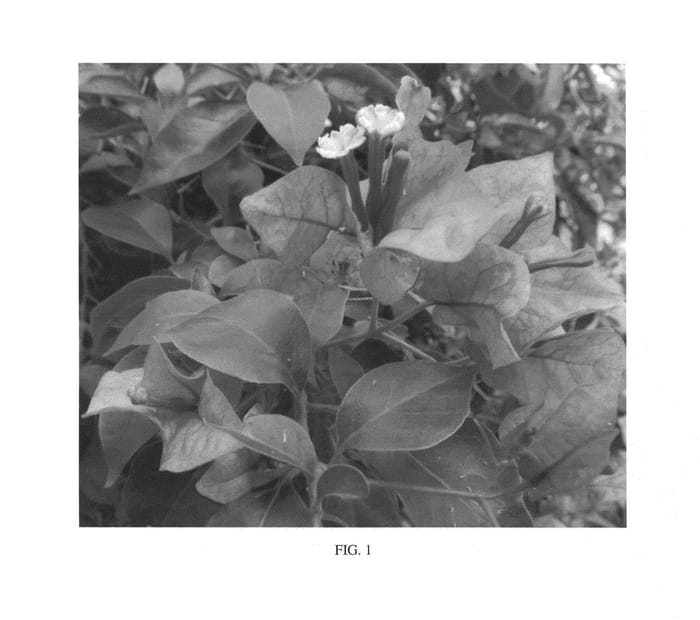 Figure 1 of US plant patent PP25307, the photograph of IREBABS2 printed in the patent.