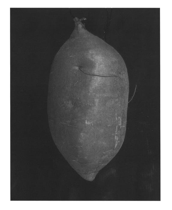 Figure 1 of US plant patent PP25308, the photograph of LA04-175 printed in the patent.