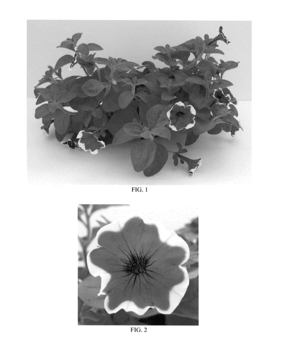 Figure 1 of US plant patent PP25309, the photograph of Balperime printed in the patent.