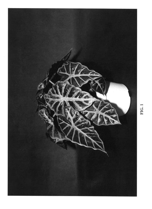 Figure 1 of US plant patent PP25310, the photograph of Mandalay printed in the patent.