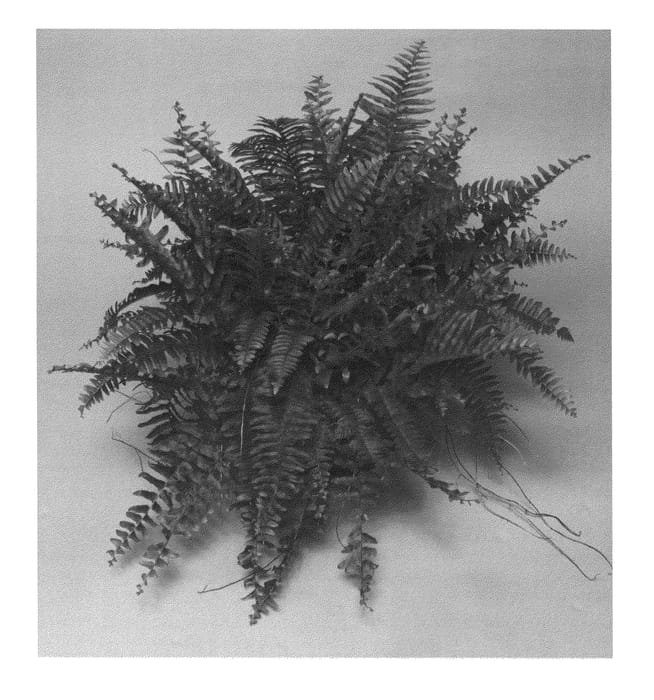 Figure 1 of US plant patent PP25311, the photograph of Green Moment printed in the patent.