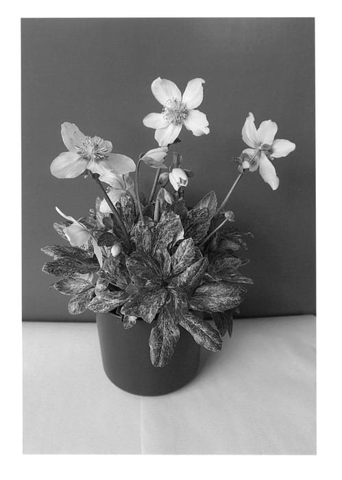 Figure 1 of US plant patent PP25312, the photograph of COSEH 1070 printed in the patent.