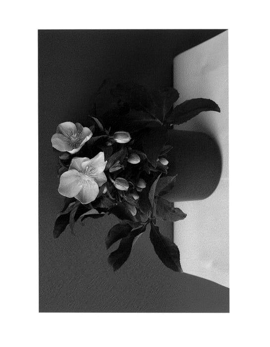 Figure 1 of US plant patent PP25313, the photograph of COSEH 980 printed in the patent.