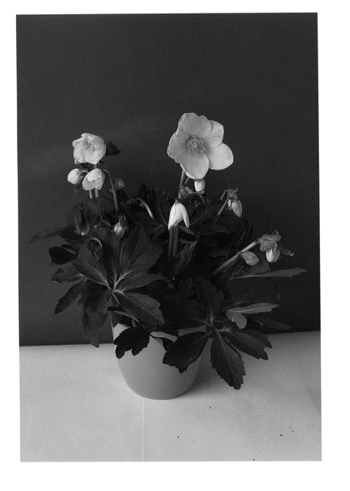 Figure 1 of US plant patent PP25314, the photograph of COSEH 1010 printed in the patent.
