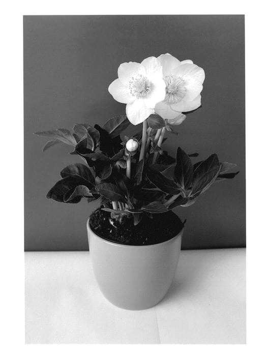 Figure 1 of US plant patent PP25315, the photograph of COSEH 1040 printed in the patent.