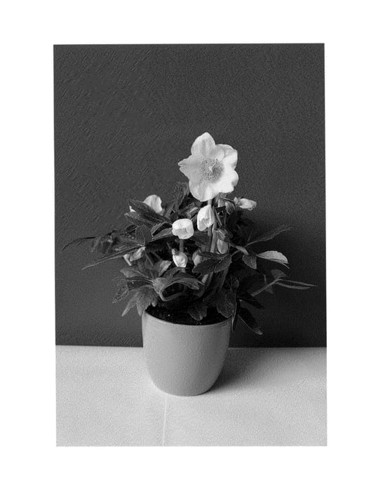 Figure 1 of US plant patent PP25316, the photograph of COSEH 1000 printed in the patent.