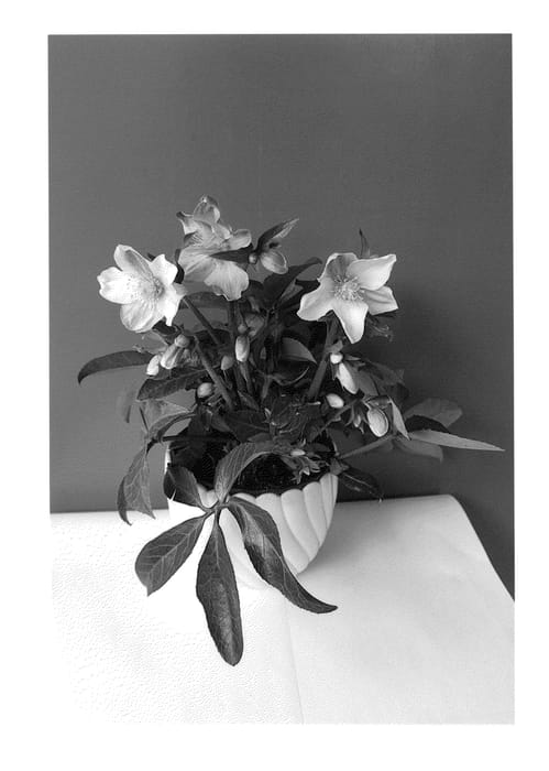 Figure 1 of US plant patent PP25317, the photograph of COSEH 1060 printed in the patent.