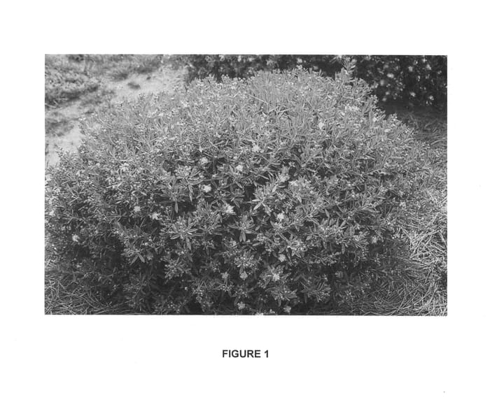 Figure 1 of US plant patent PP25318, the photograph of PIIHYP-I printed in the patent.