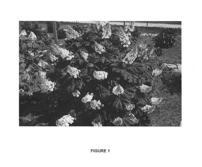 Figure 1 of US plant patent PP25319, the photograph of PIIHQ-I printed in the patent.