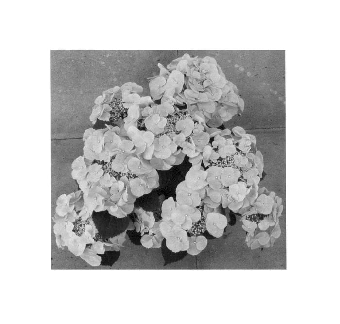 Figure 1 of US plant patent PP25320, the photograph of H211903 printed in the patent.