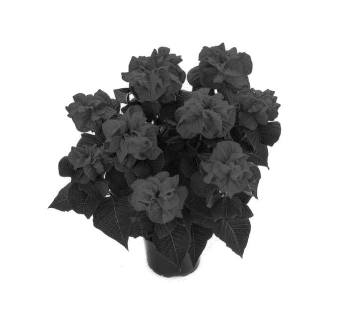 Figure 1 of US plant patent PP25321, the photograph of Bkponhl printed in the patent.