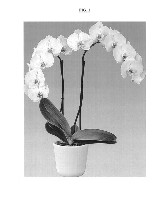Figure 1 of US plant patent PP25322, the photograph of Hoodooa printed in the patent.