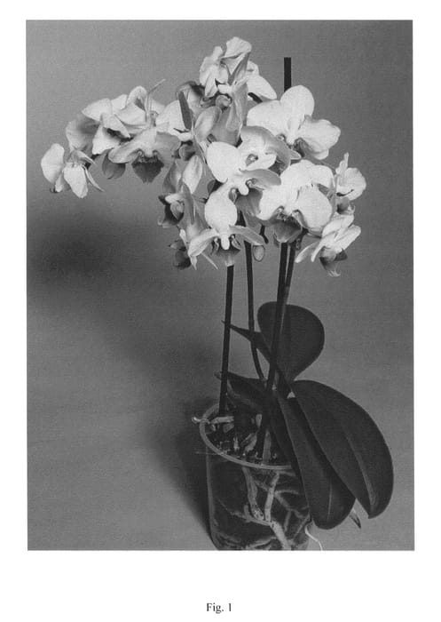 Figure 1 of US plant patent PP25323, the photograph of SUPHAL1302 printed in the patent.