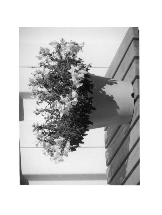 Figure 1 of US plant patent PP25324, the photograph of Keianpinetum printed in the patent.