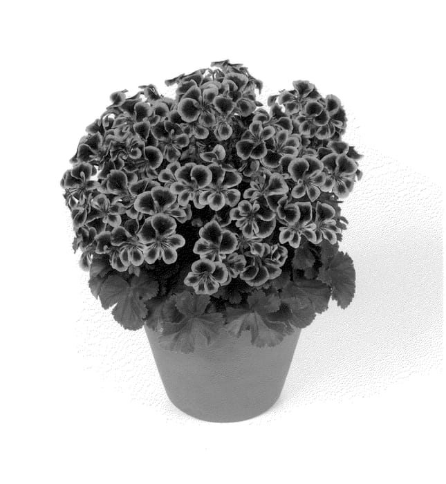 Figure 1 of US plant patent PP25325, the photograph of Pacbluebe printed in the patent.