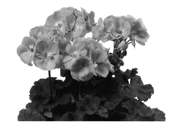 Figure 1 of US plant patent PP25326, the photograph of Pacsita printed in the patent.