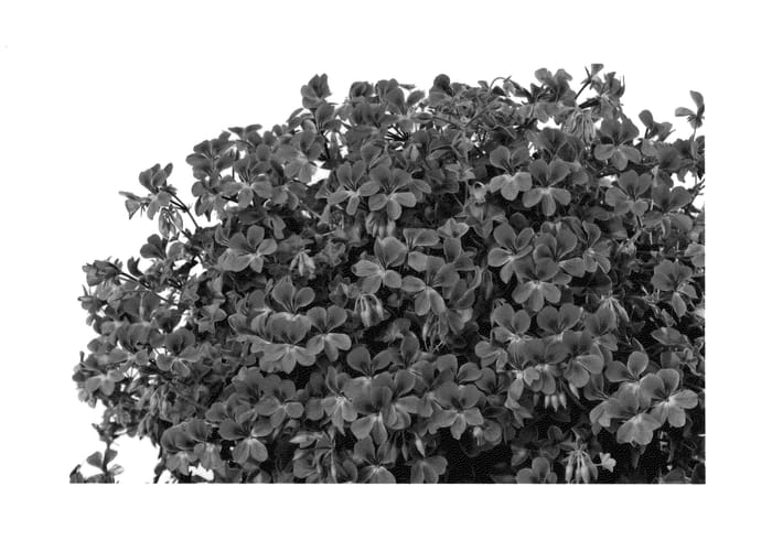 Figure 1 of US plant patent PP25327, the photograph of Pachafmag printed in the patent.
