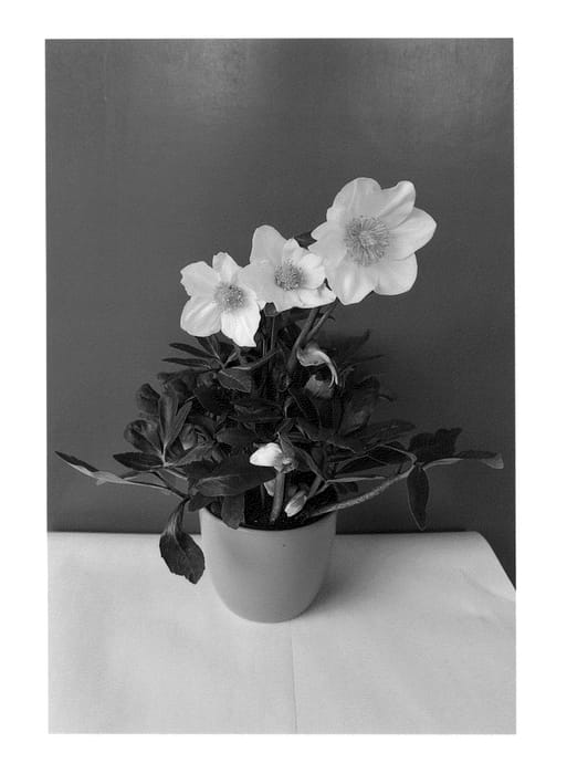 Figure 1 of US plant patent PP25328, the photograph of COSEH 1050 printed in the patent.