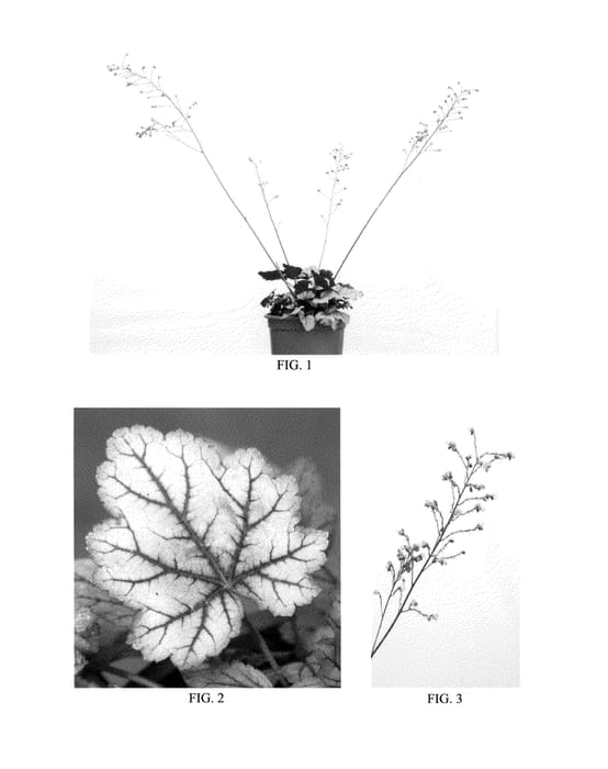 Figure 1 of US plant patent PP25329, the photograph of Silver Blush printed in the patent.