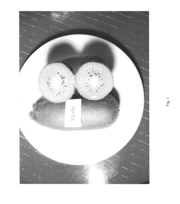 Figure 1 of US plant patent PP25330, the photograph of Merle printed in the patent.