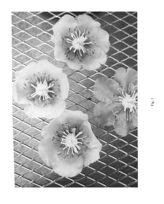 Figure 1 of US plant patent PP25331, the photograph of X264 printed in the patent.