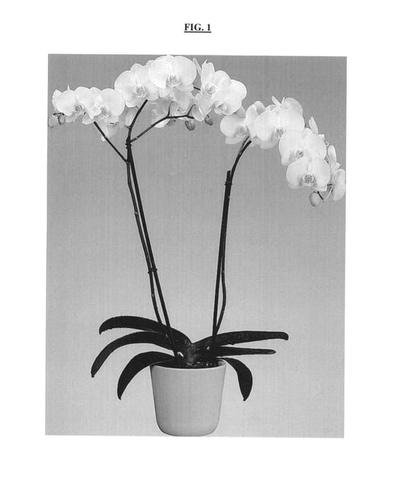 Figure 1 of US plant patent PP25332, the photograph of Northstar printed in the patent.