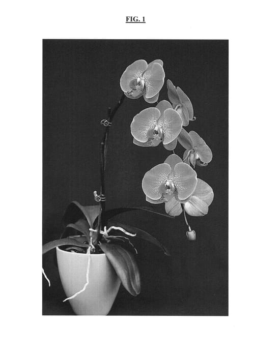 Figure 1 of US plant patent PP25333, the photograph of Dream printed in the patent.