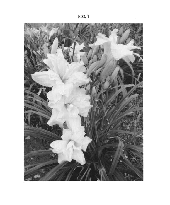 Figure 1 of US plant patent PP25334, the photograph of Connie Marks printed in the patent.