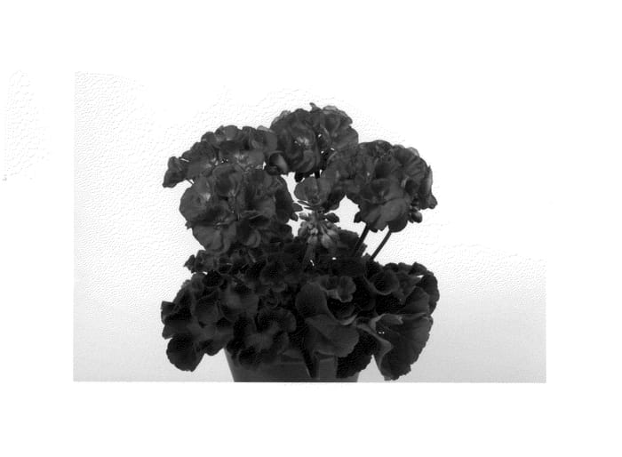 Figure 1 of US plant patent PP25335, the photograph of Paclice printed in the patent.