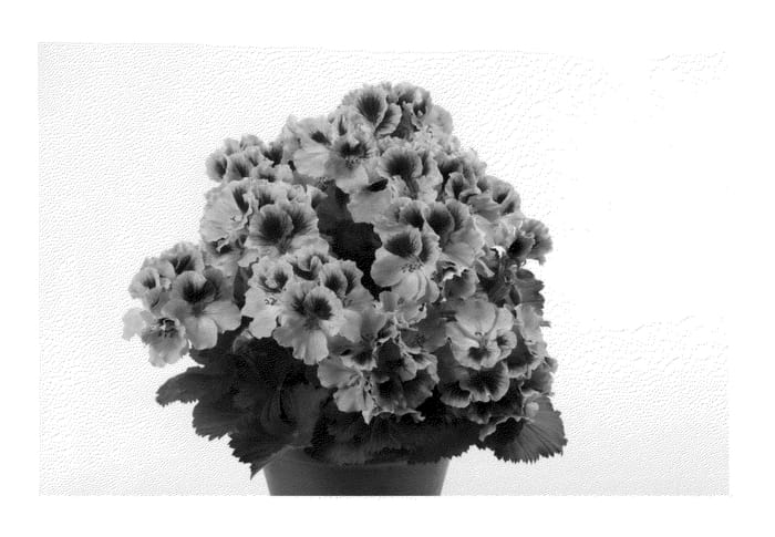 Figure 1 of US plant patent PP25336, the photograph of Regorch printed in the patent.