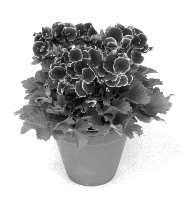 Figure 1 of US plant patent PP25337, the photograph of Regrebe printed in the patent.