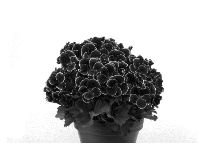 Figure 1 of US plant patent PP25338, the photograph of Regblabe printed in the patent.