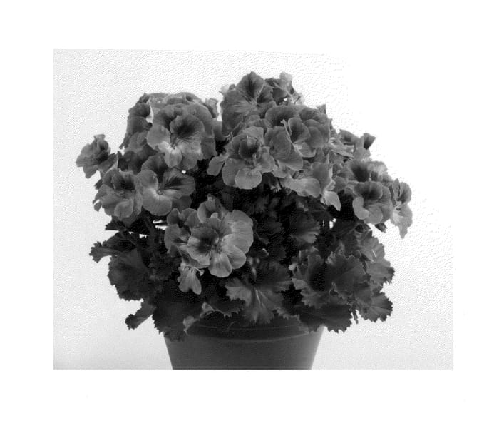 Figure 1 of US plant patent PP25339, the photograph of Regsal printed in the patent.