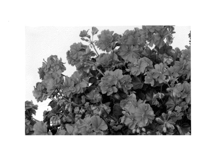 Figure 1 of US plant patent PP25340, the photograph of Pacrocky printed in the patent.