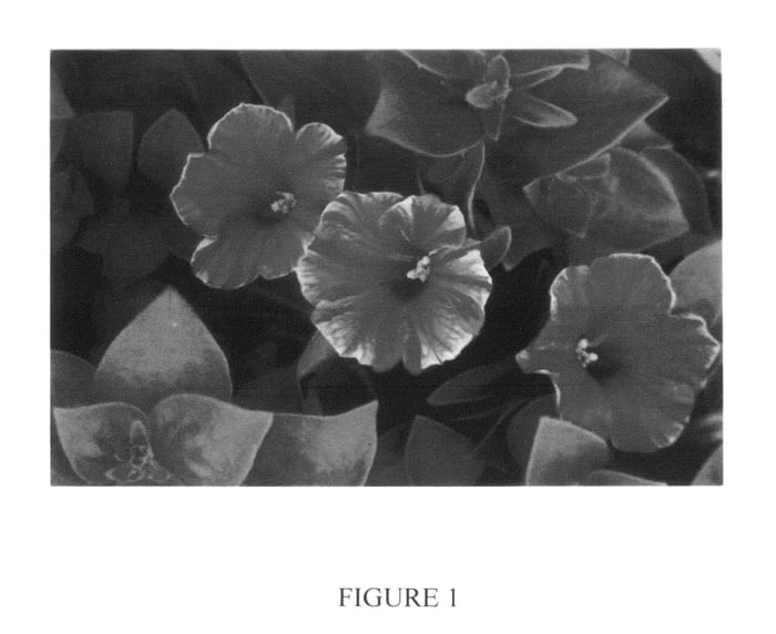 Figure 1 of US plant patent PP25341, the photograph of DaSaJa1 printed in the patent.