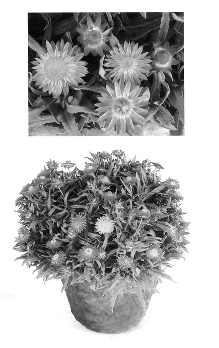 Figure 1 of US plant patent PP25342, the photograph of Flobrabla printed in the patent.