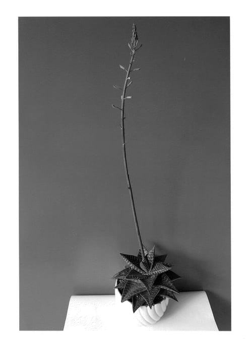 Figure 1 of US plant patent PP25343, the photograph of Tiki Zilla printed in the patent.